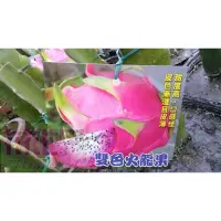 在飛比找蝦皮購物優惠-花花世界-水果苗**雙色火龍果苗**4.5吋盆/高15-25