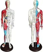 Acupuncture and Muscle Anatomical Male Model - 60cm/23.6inch, with Pressure Points Meridians, for Student Teaching Demonstration, Acupuncturists Medical Professionals Training