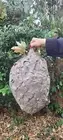 HUGE KING SIZED Bald Faced Hornets Nest Summer 2024, Beautiful Masterpeice 24x12