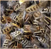 1000 Pcs. BULK Pheasant Hen, +Quality Feathers. Art, Crafts, Jewelry, Fly Tying.