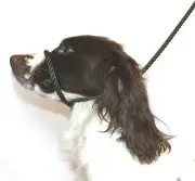 Dog Field Figure 8 Anti-Pull LeadHalterHead CollarHarness Olive Green