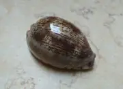 Cypraea Grayana Red Sea shell Large Specimen F++++ F+++ 70.3 mm natural glossy