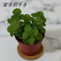 在飛比找蝦皮購物優惠-現貨 圓葉到手香 到手香 左手香 碰碰香 小葉碰碰香 多肉植