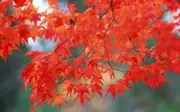 350 AUTUMN IMAGES/PHOTOS ON CD ROM DISK