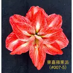 孤挺花球根—東嘉蘋果派