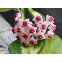 在飛比找蝦皮購物優惠-毬蘭 葉藝圓葉Hoya obovata variegated