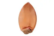 Speed Ball Bladder (Spare Part)
