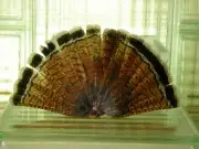 Mature Minnesota Ruffed Grouse Feathers - Tail Fan - Red Color Phase