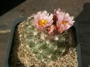Pediocactus simpsonii v. minor HK 1017 - 10 seeds, seeds - VERY RARE!