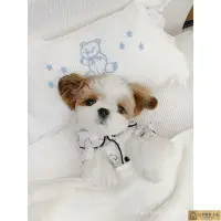 在飛比找Yahoo!奇摩拍賣優惠-狗衣服薄款網紅小熊維尼圖案家居睡衣襯衫寵物泰迪博美小狗狗服飾