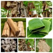 Ceylon Dried Banana Leaf Anti Bacteria, Aquarium Cleaning Organic Natural 250g