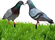 Fake Pigeons | 2X Acrylic 2D Simulation Realistic Pigeon Model - Bird Stake Ground Plug, Decorative Yard Art Bird Figurine for Courtyard, Lawn, Patio, Outdoor
