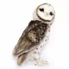 Barn Owl Hansa Realistic Soft Animal Plush Toy 27cm **FREE DELIVERY**