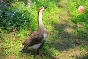 HAPPY GOOSE PACK 600 PLANT SEEDS HEALTHY FORAGE FODDER FOOD FOR PET GEESE