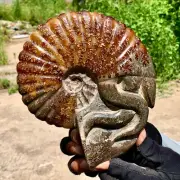 2.42LB Rare! Natural Tentacle Ammonite FossilSpecimen Shell Healing Madagascar