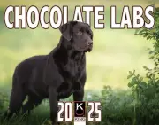 2025 Chocolate Labs Labrador Wall Calendar-The KING Company (FREE SHIPPING)