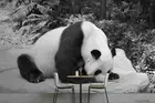 3D Animal Panda Wallpaper Wall Murals Removable Wallpaper 153