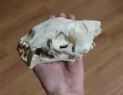 Replica Fossil Hoplophoneus Skull Eocene Oligocene Saber Tooth Cat