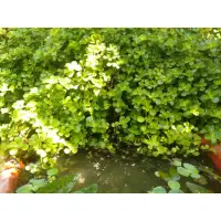 在飛比找蝦皮購物優惠-🌟推薦買10送2🌟🌱嬰兒淚Pilea depressa (S