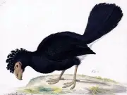 A BLACK CURASSOW Accent Tile Mural Kitchen Bathroom Wall Backsplash 8x6