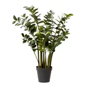 [James Lane] Zanzibar Plant - 80cm x 80cm x 137cm