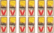 Victor EZ set mouse trap (Pack of 12)