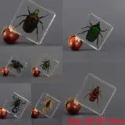 Real Insect Chafer Beetles Resin Specimen Paperweight Scorpion Collection