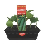 Cucumber Bush Crop Punnet - Cucumis sativis