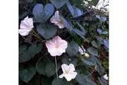 MOON FLOWER / IPOMOEA ALBA seeds