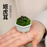 在飛比找蝦皮購物優惠-日本迷你虎耳草 微型植物 姬虎耳 姬虎耳草 辦公桌盆栽微盆景