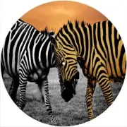 Slipmat Slip Mat for any Felt 12" Turntable LP DJ Vinyl Record Player ZEBRA 4