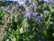 Borage Blue Flowered - Heirloom Herb by Life-Force Seeds Australia