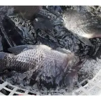 在飛比找蝦皮購物優惠-吳郭魚、台灣鯛、台灣鯛魚