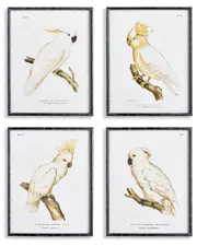 Napa Home & Garden Set of 4 Parrot Study in White