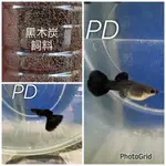 《PD水族》黑木炭專用飼料‼️，小型魚飼料 水族飼料 孔雀魚專用飼料，需要請私訊看圖‼