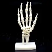 Skeleton Model on Base Hand BoneLife Size Articulated