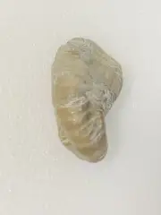 Fossil Shell Polished Tumbled