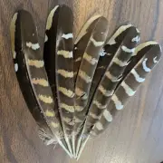 5pcs Set Natural Reeves Pheasant Feathers 17cm DIY Craft Millinery Smudge Fan