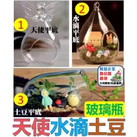 在飛比找蝦皮購物優惠-WINE台灣惟恩 天使 玻璃瓶 盆栽 水滴土豆 生態瓶 吊瓶