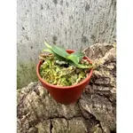 噢葉DESIGN  "AERANGIS SOMALENSIS 索瑪莉風蘭" 蘭花、塊根植物、圓葉花燭、蔓綠絨、鹿角蕨