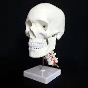 Human Skull on Cervical Vertebrae/Spine Anatomical Model - Skeleton Anatomy
