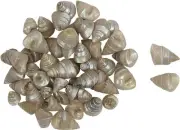 Trochus Tiny Pearled Craft Assorted Shells Bulk Seashells (1 Kilo)