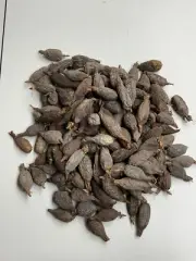 ATARE PIMIENTA DE GUINEA 4x10 SEEDS ATARE SANTERIA obi Abon