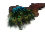 10 Pieces Turquoise Blue Mini Natural Peacock Tail Body Feathers Eyes Halloween