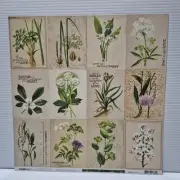 Kaisercraft "Botanica - Habitat" - 12 x 12 - Scrapbook Paper