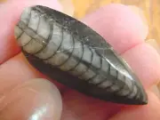 (F370-S) Orthoceras marbilized fossil straight horn shell nautiloid cephalopod