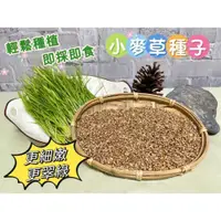 在飛比找iOPEN Mall優惠-【現貨】小麥草種子 貓草種子 免草 貓草 鼠草 DIY種植 