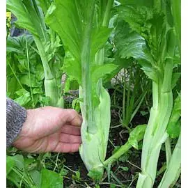 **貝蘿香草花園**優質種子 芥菜類 種子 大心芥菜 長年菜 娃娃芥菜