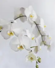 Phalaenopsis Orchid 60cm (City: Melbourne, Stems: 2x)