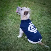 AFL Carlton Blues Pet Jumper - Small